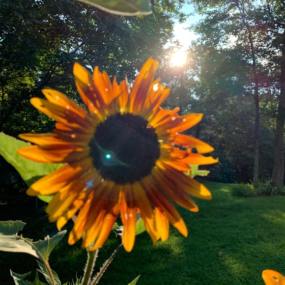 Meet your Posher, Rëva - Picture 1 of 1